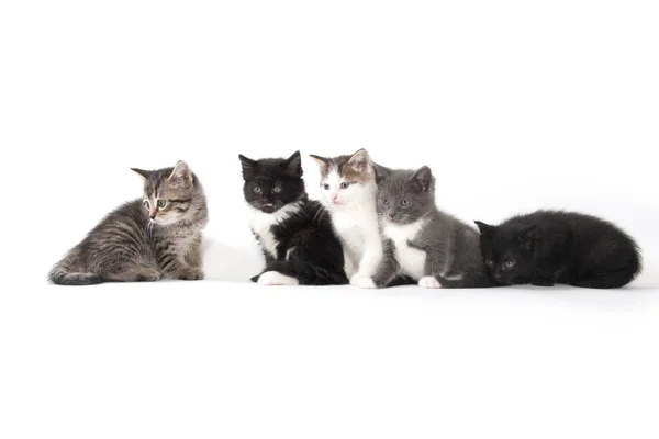Cinco gatitos lindos sobre fondo blanco — Foto de Stock