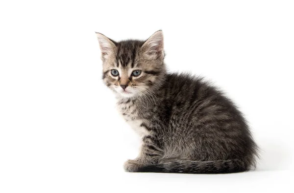 Lindo gatito tabby en blanco — Foto de Stock