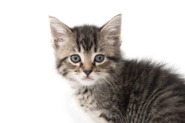 şirin tabby yavru kedi beyaz 