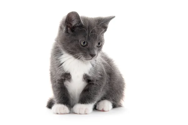 Gatito gris y blanco sobre blanco —  Fotos de Stock