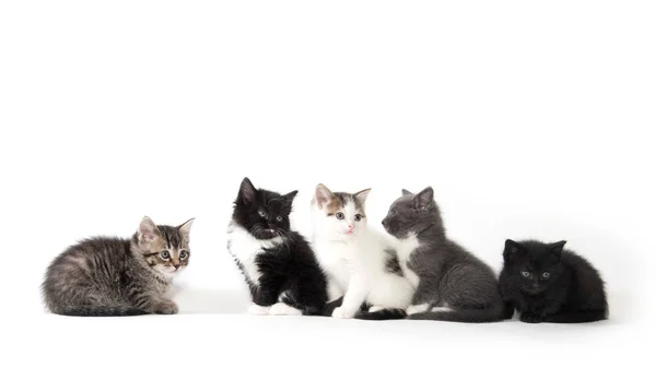 Pět roztomilým koťat na bílém pozadí — Stock fotografie