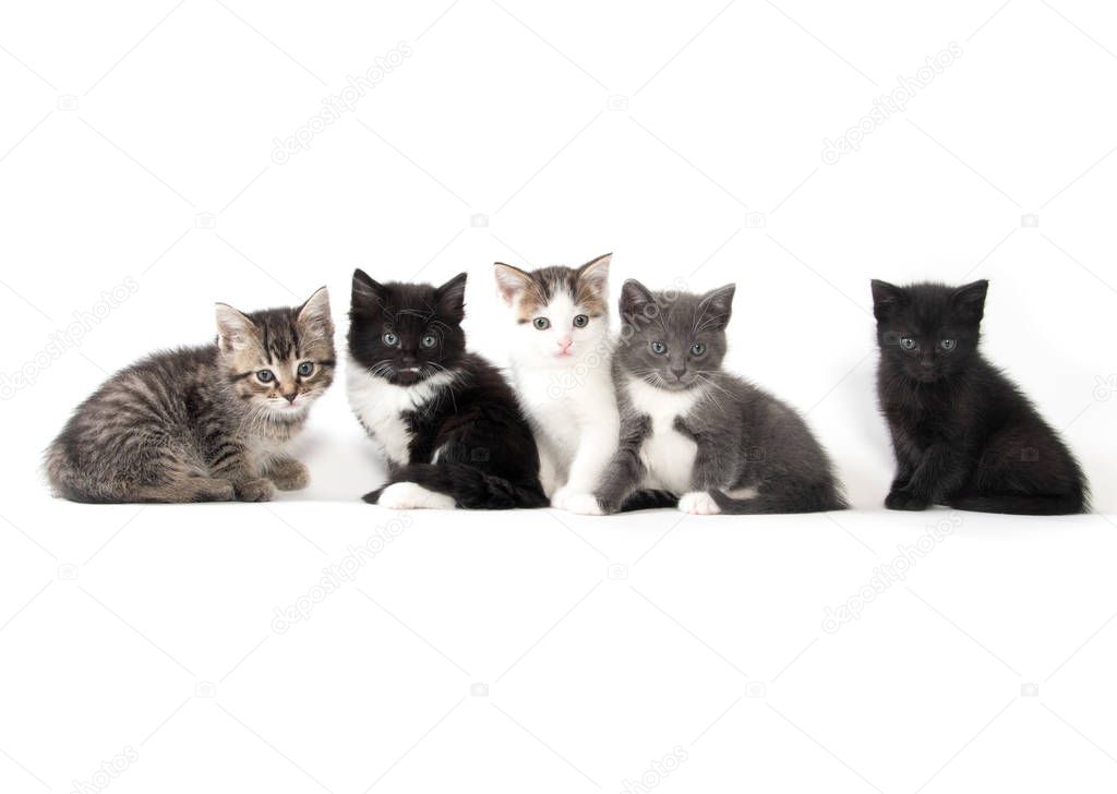 Five cute kittens on white background