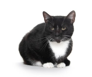 siyah ve beyaz smokin kedi