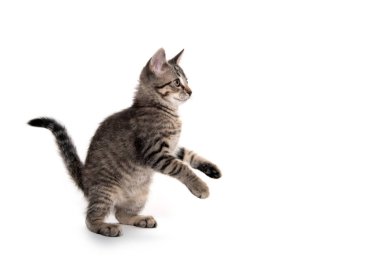 Tabby kedi beyaz arka planda oynuyor