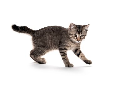 Tabby kedi beyaz arka planda oynuyor