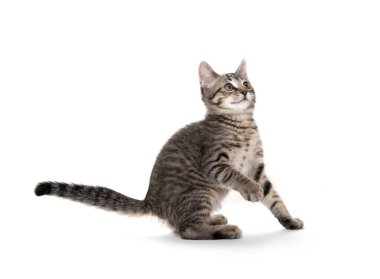 Tabby kedi beyaz arka planda oynuyor