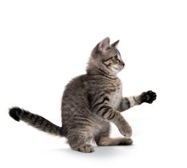 Tabby kedi beyaz arka planda oynuyor