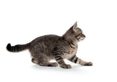 Tabby kedi beyaz arka planda oynuyor