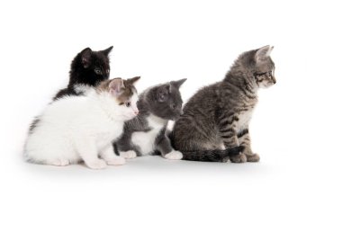 Beyaz üzerinde dört sevimli kedi yavrusu 