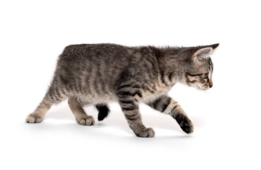 Tabby kedi beyaz arka planda oynuyor