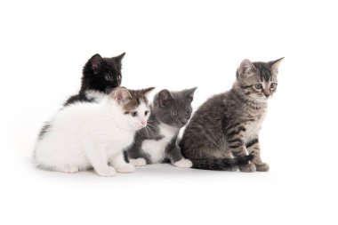Beyaz üzerinde dört sevimli kedi yavrusu 