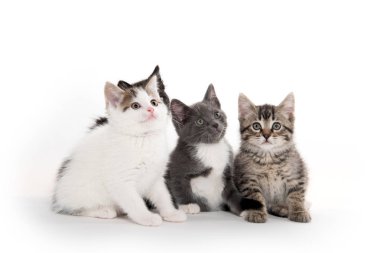 Beyaz üzerinde dört sevimli kedi yavrusu 
