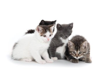 Beyaz üzerinde dört sevimli kedi yavrusu 