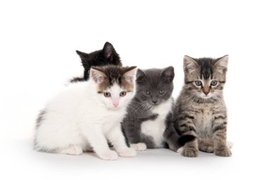 Beyaz üzerinde dört sevimli kedi yavrusu 