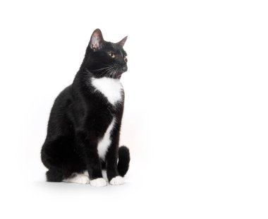 siyah ve beyaz smokin kedi