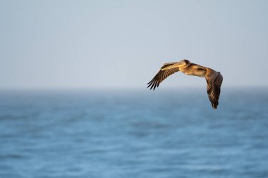 Uçuş kahverengi Pelikan