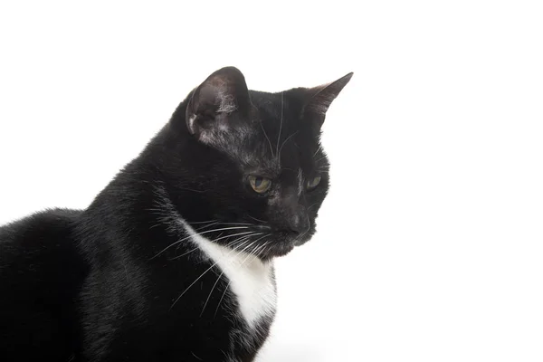 Black and white tuxedo cat — Stock Photo, Image