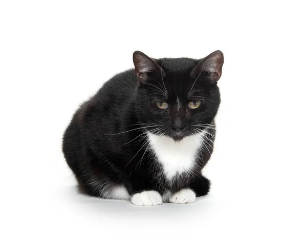 Fekete és a fehér szmoking macska — Stock Fotó