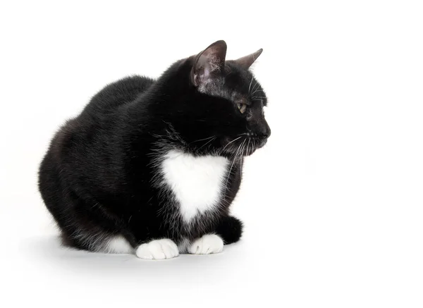Чорно-біла смокінг кішка — стокове фото