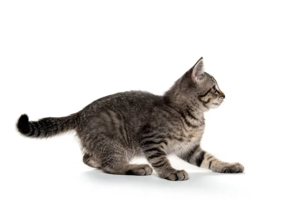 Tabby Cat spelen op witte achtergrond — Stockfoto