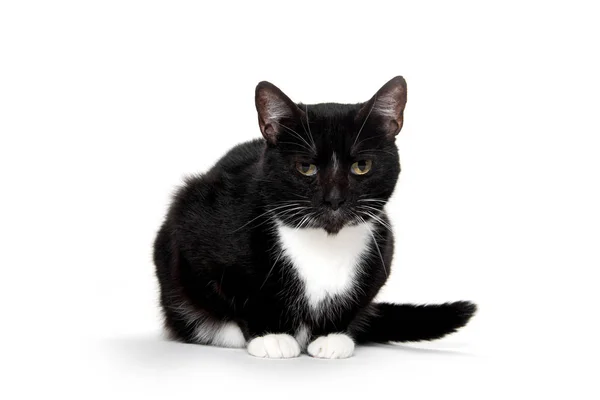Schwarz-weiße Smoking-Katze — Stockfoto