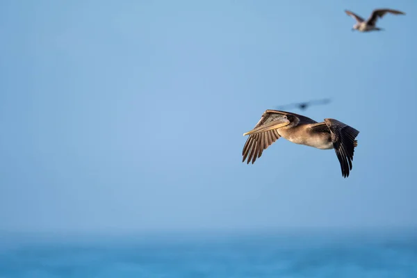 Brown pelican in flight — Stock Photo, Image