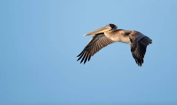 Brown pelican in flight — Stock Photo, Image