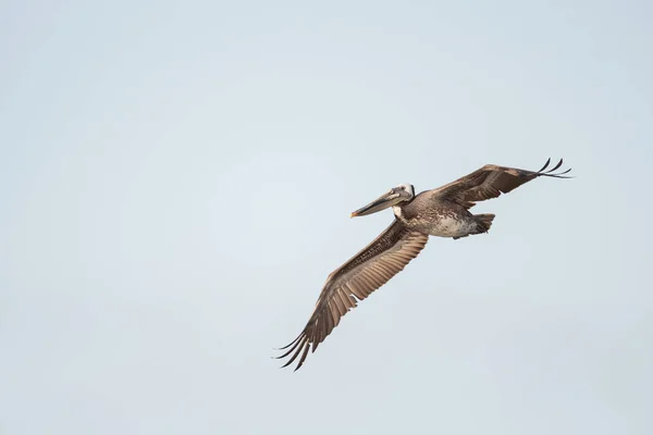 Brown pelican in flight — Stock Photo, Image