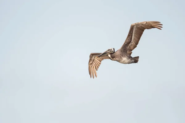 Brown pelican in flight — Stock Photo, Image