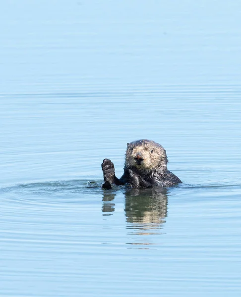 Seeotter — Stockfoto