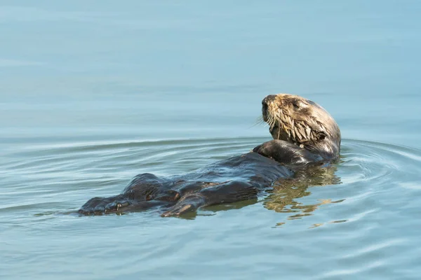 Sea Otter — Stock Photo, Image