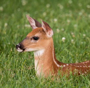 White-tailed deer fawn bedded down in an open meadow  clipart
