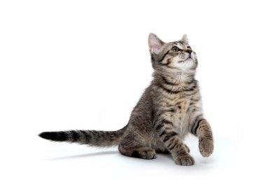 Tabby kedi beyaz arka planda oynuyor