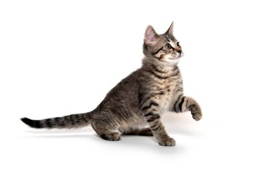 Tabby kedi beyaz arka planda oynuyor