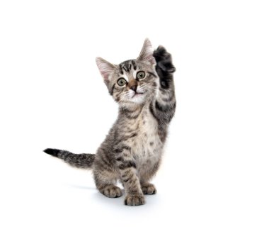 Tabby kedi beyaz arka planda oynuyor