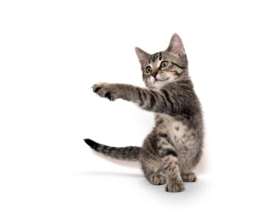 Tabby kedi beyaz arka planda oynuyor