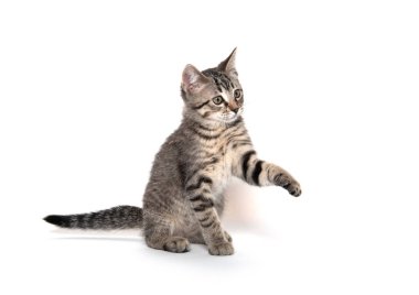 Tabby kedi beyaz arka planda oynuyor