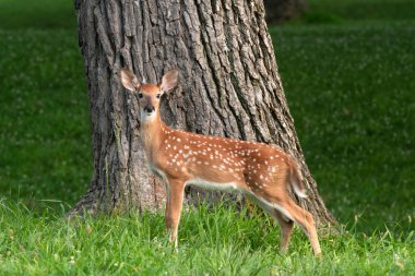 gece geç saatlerde beyaz kuyruklu geyik beyazı