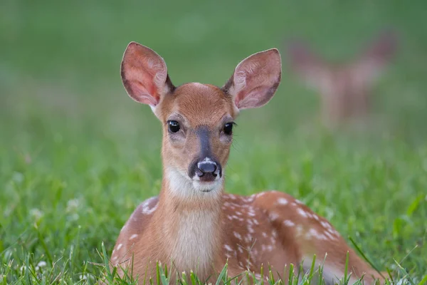 Rehkitz auf offener Wiese gebettet — Stockfoto