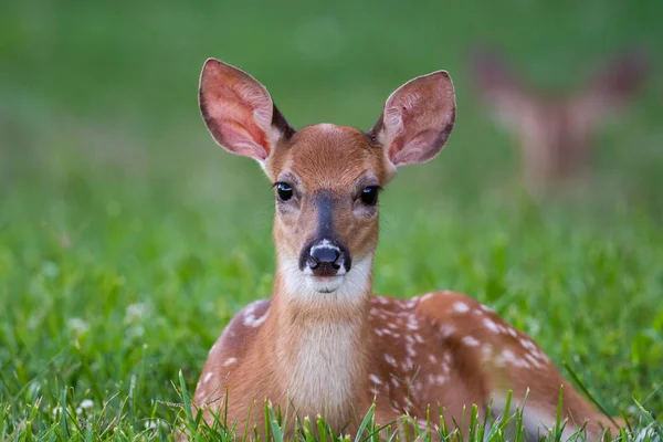 White-tailed deer fawn bedded down in an open meadow — Stock Photo, Image