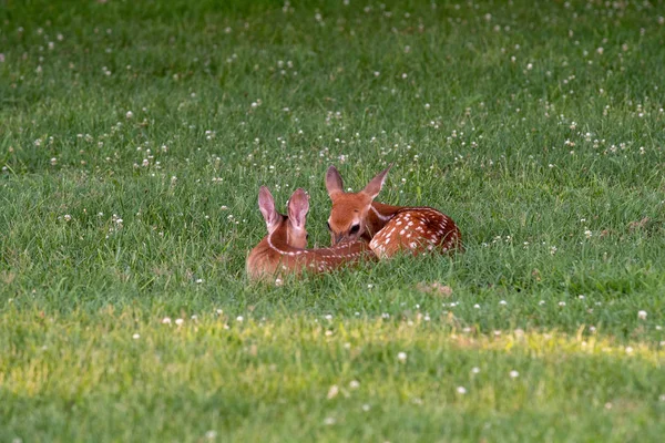 2頭の白い尾の鹿が寝たきり — ストック写真