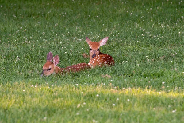 Two white-tailed deer fawns bedded down — Stock Photo, Image