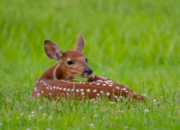 Rehkitz auf offener Wiese gebettet — Stockfoto