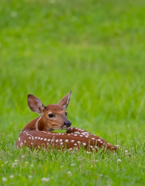 Cervo-de-cauda-branca caído num prado aberto — Fotografia de Stock