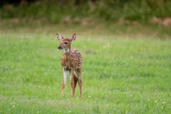 Vitstjärtad hjort fawn i öppen äng — Stockfoto