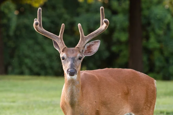 Jeleń buck z velvet poroża — Zdjęcie stockowe