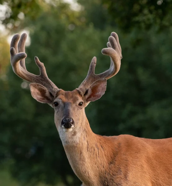 White-tailed deer buck with velvet antlers — Stock Photo, Image