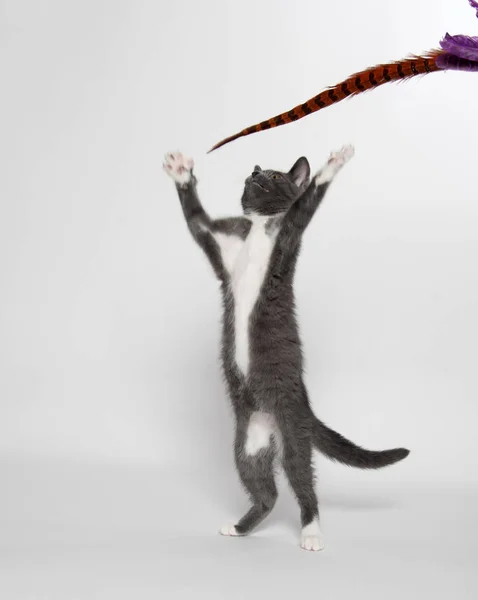 Gray and white kitten on white — Stock Photo, Image