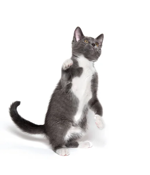 Gattino grigio e bianco su bianco — Foto Stock