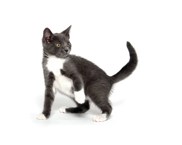 Gattino grigio e bianco su bianco — Foto Stock